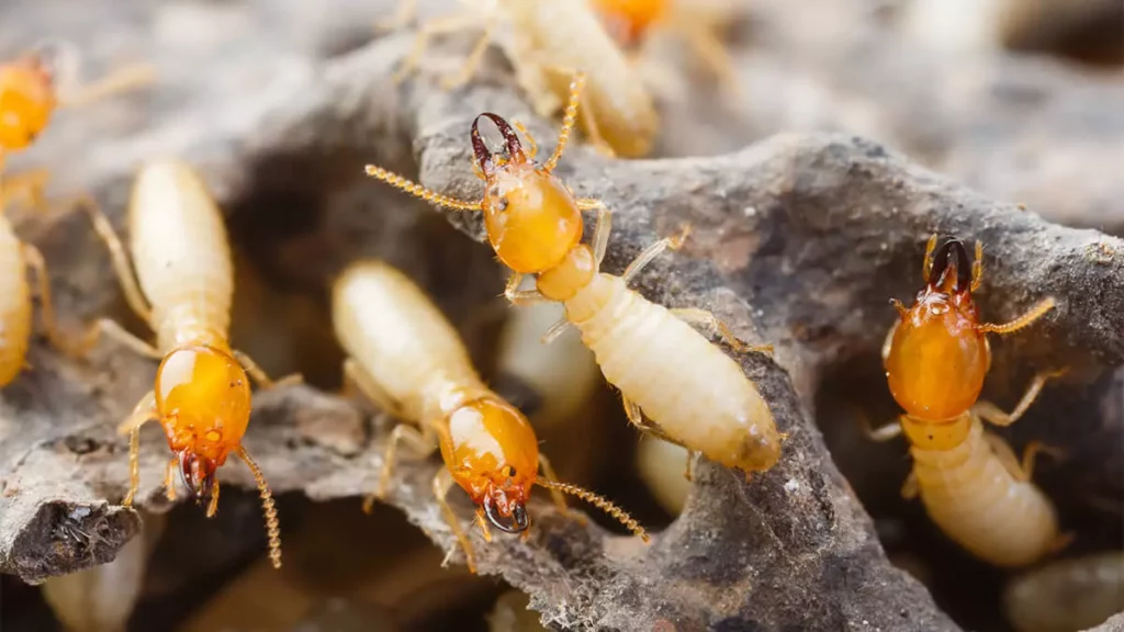 Why Termite Control in Sydney Is a Homeowner’s Priority