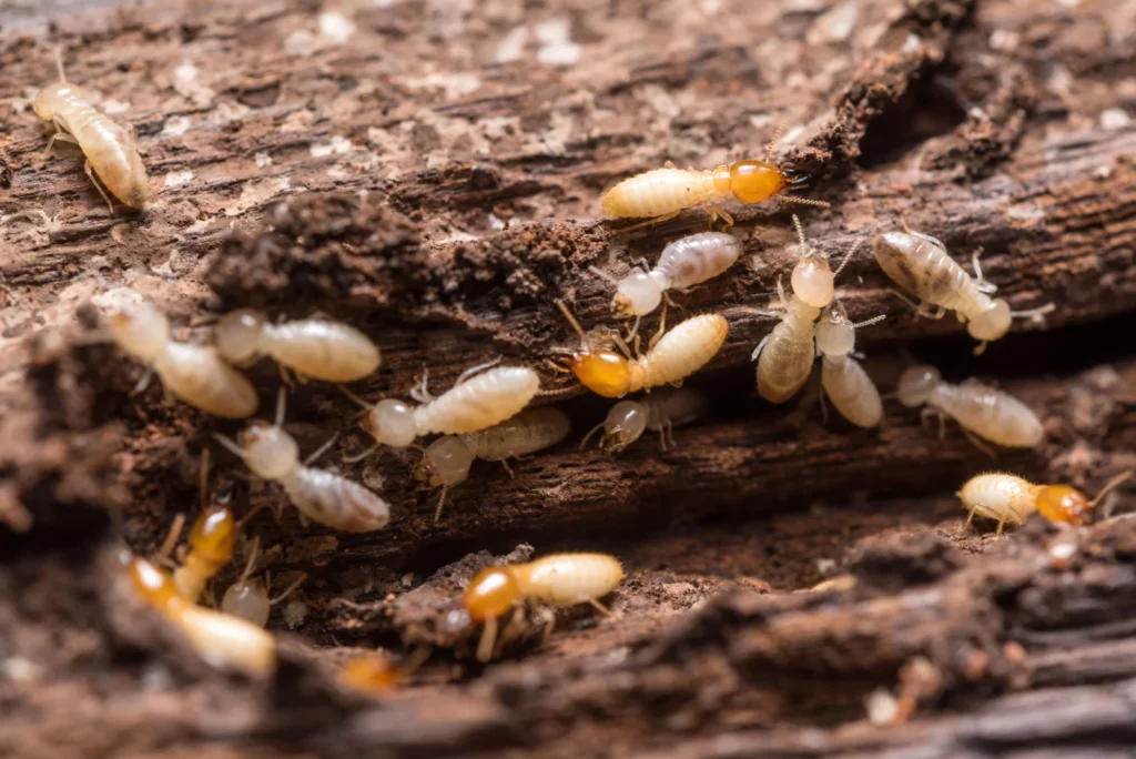 The Ultimate Guide to Termite Treatment in Sydney