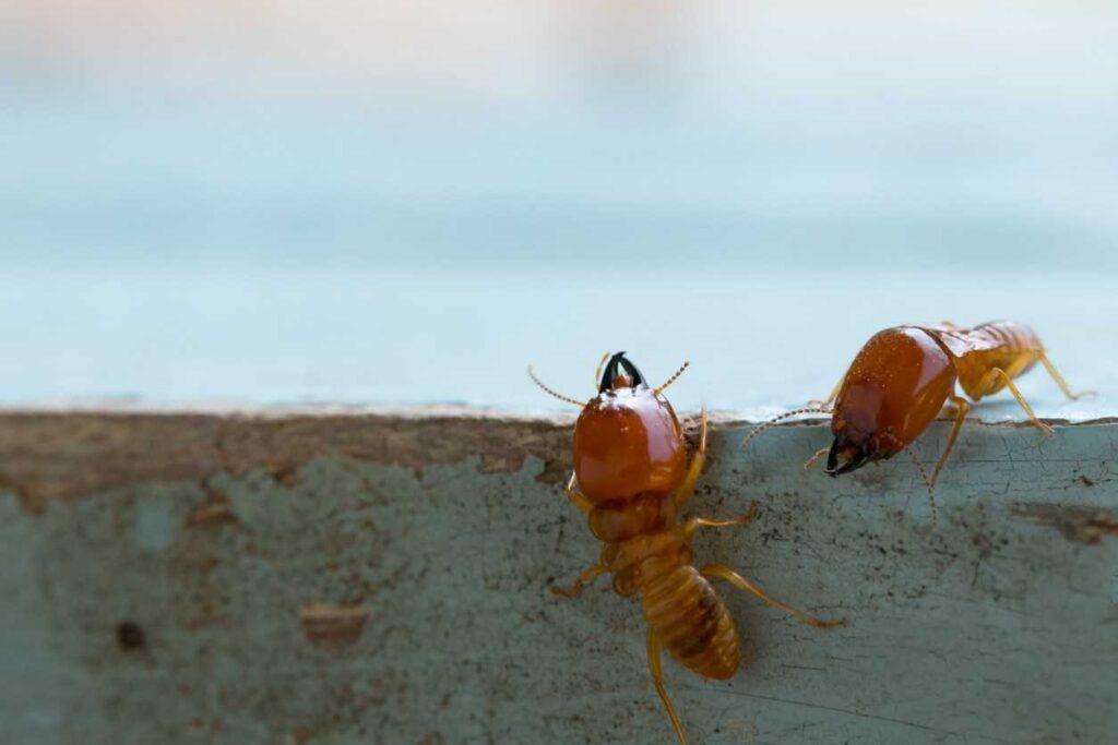 Why Termite Control in Sydney Is a Homeowner’s Priority