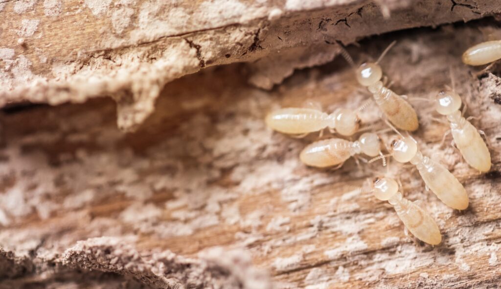 The Ultimate Guide to Termite Treatment in Sydney